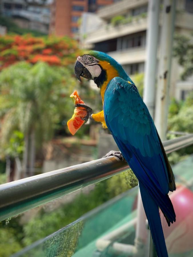 Ololo Caracas B&B Ngoại thất bức ảnh