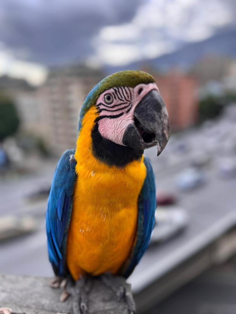 Ololo Caracas B&B Ngoại thất bức ảnh